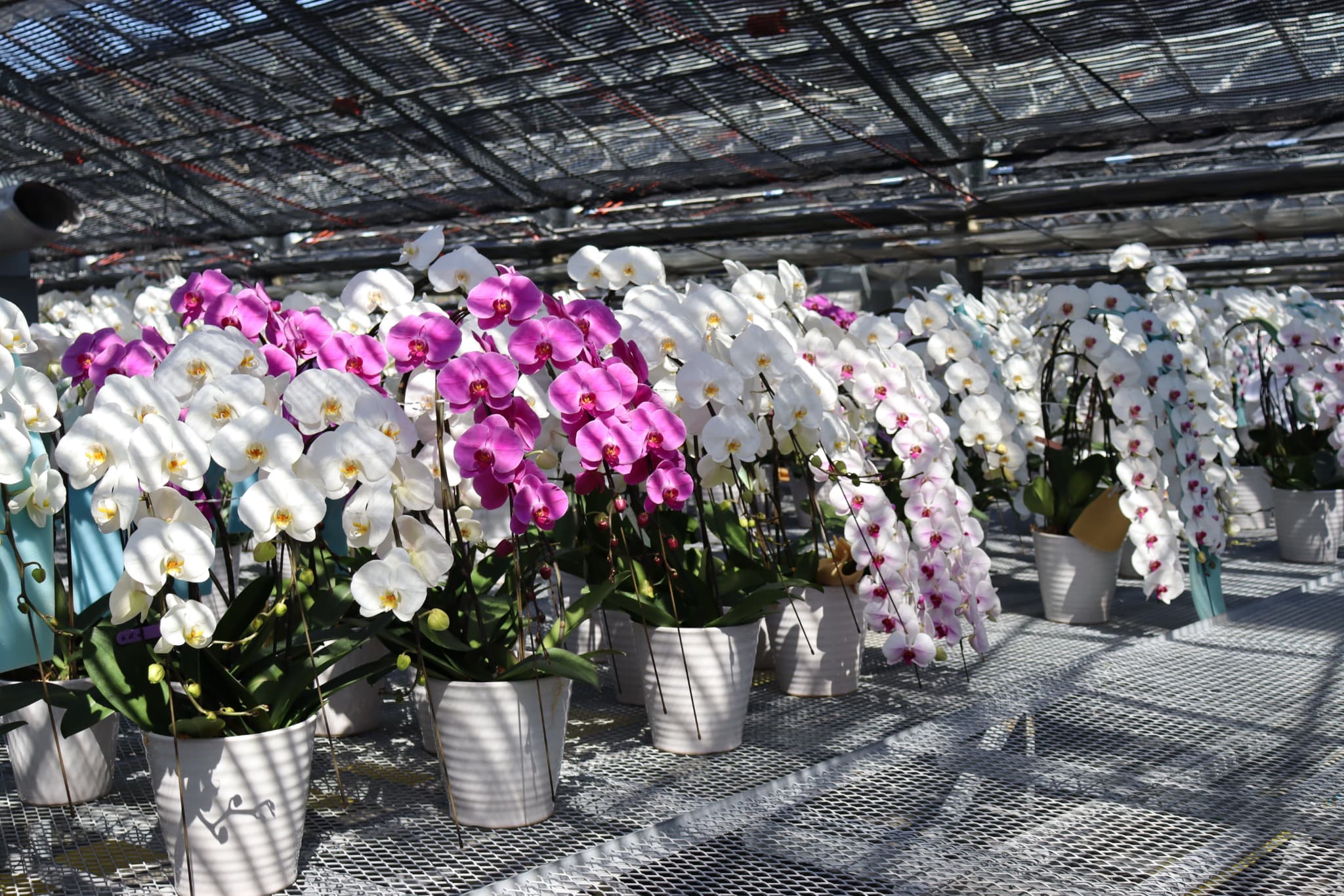 MSD Nursery 胡蝶蘭