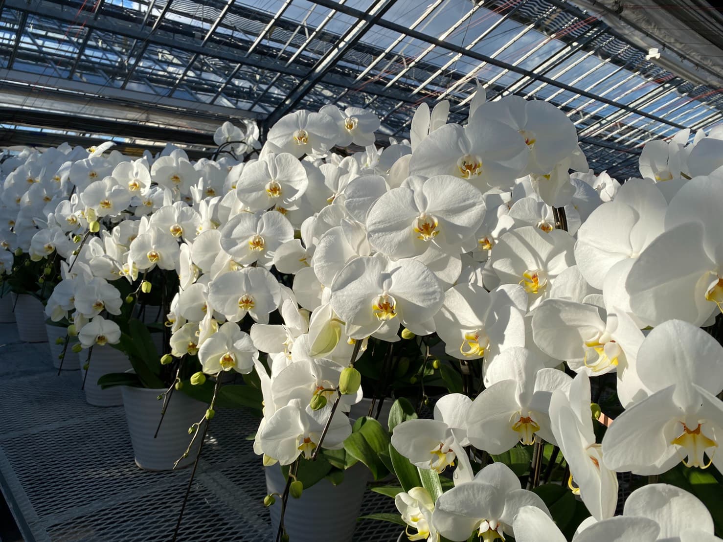 胡蝶蘭の贈り方の注意点