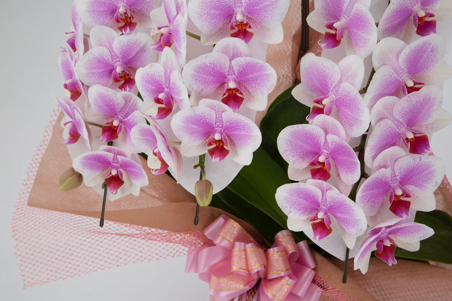 胡蝶蘭のカラー