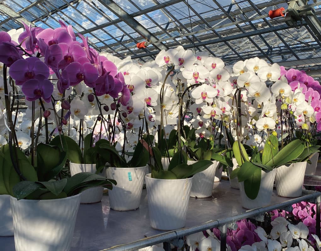 MSDナーセリーの画像