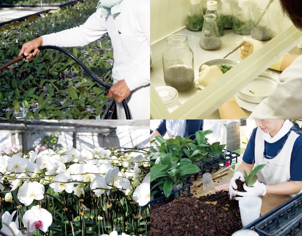 MSDナーセリーの画像