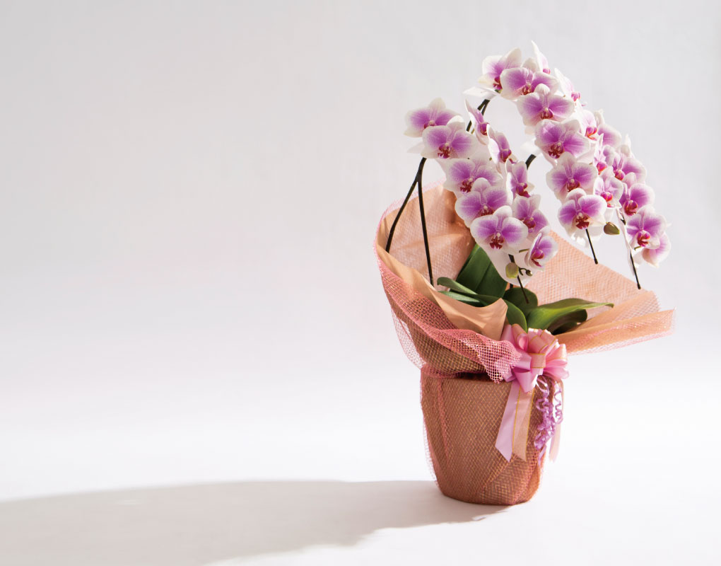 MSDナーセリーの画像