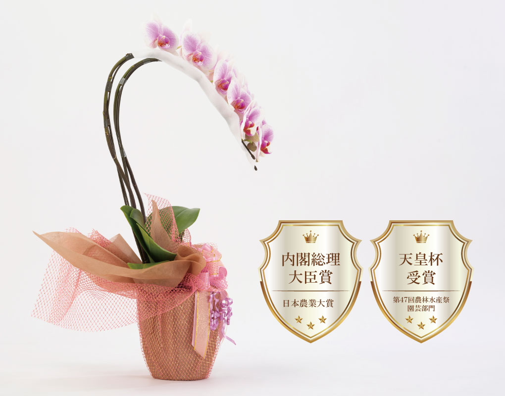 MSDナーセリーの写真