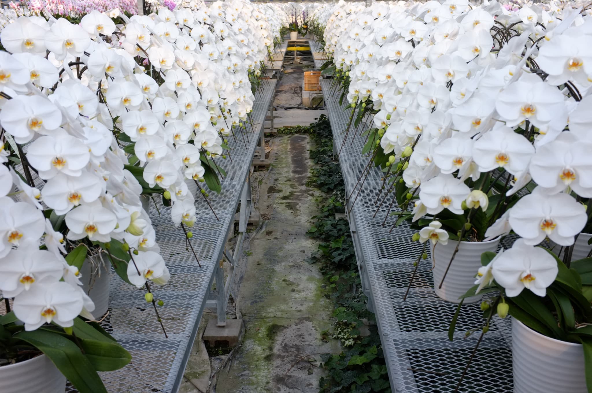 生産実績50年以上