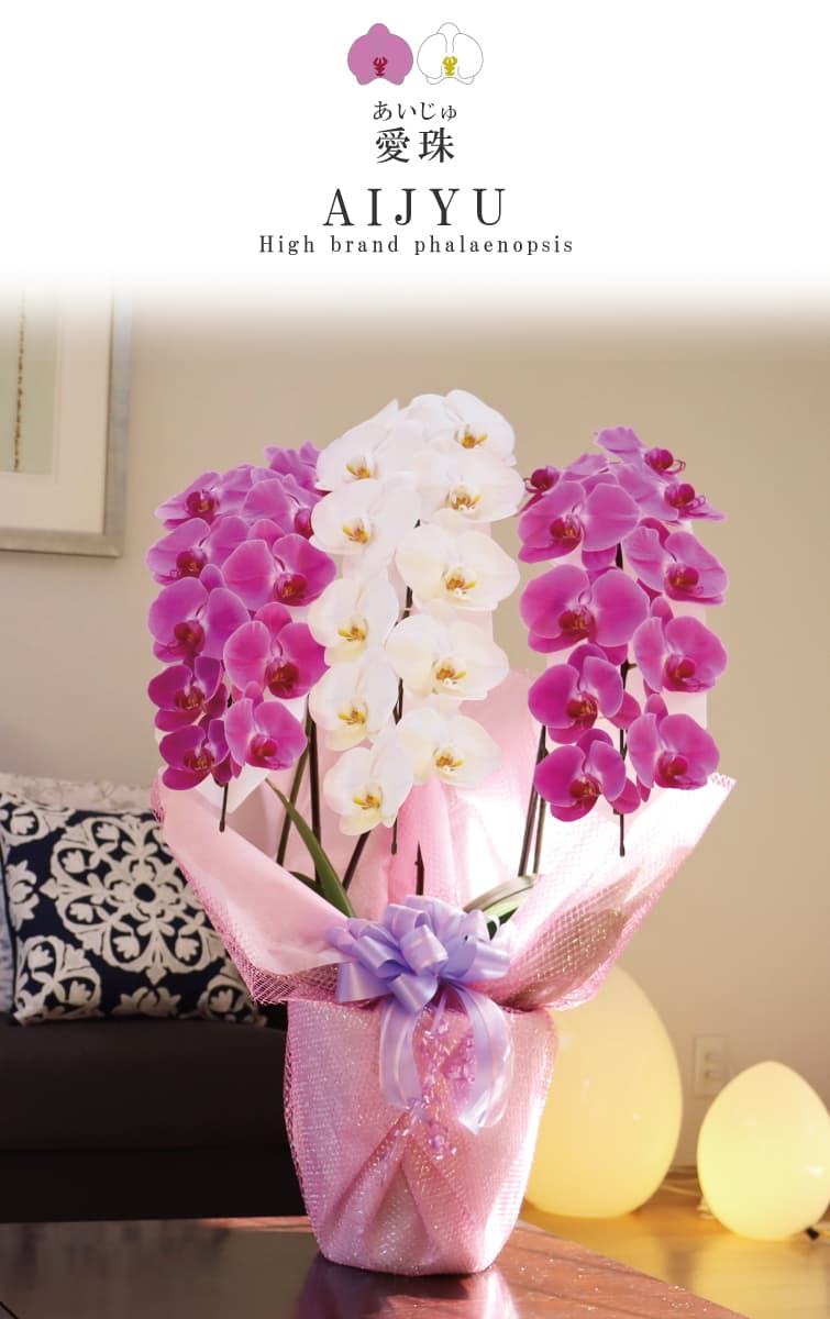 胡蝶蘭 愛珠（あいじゅ） 紅白MIX