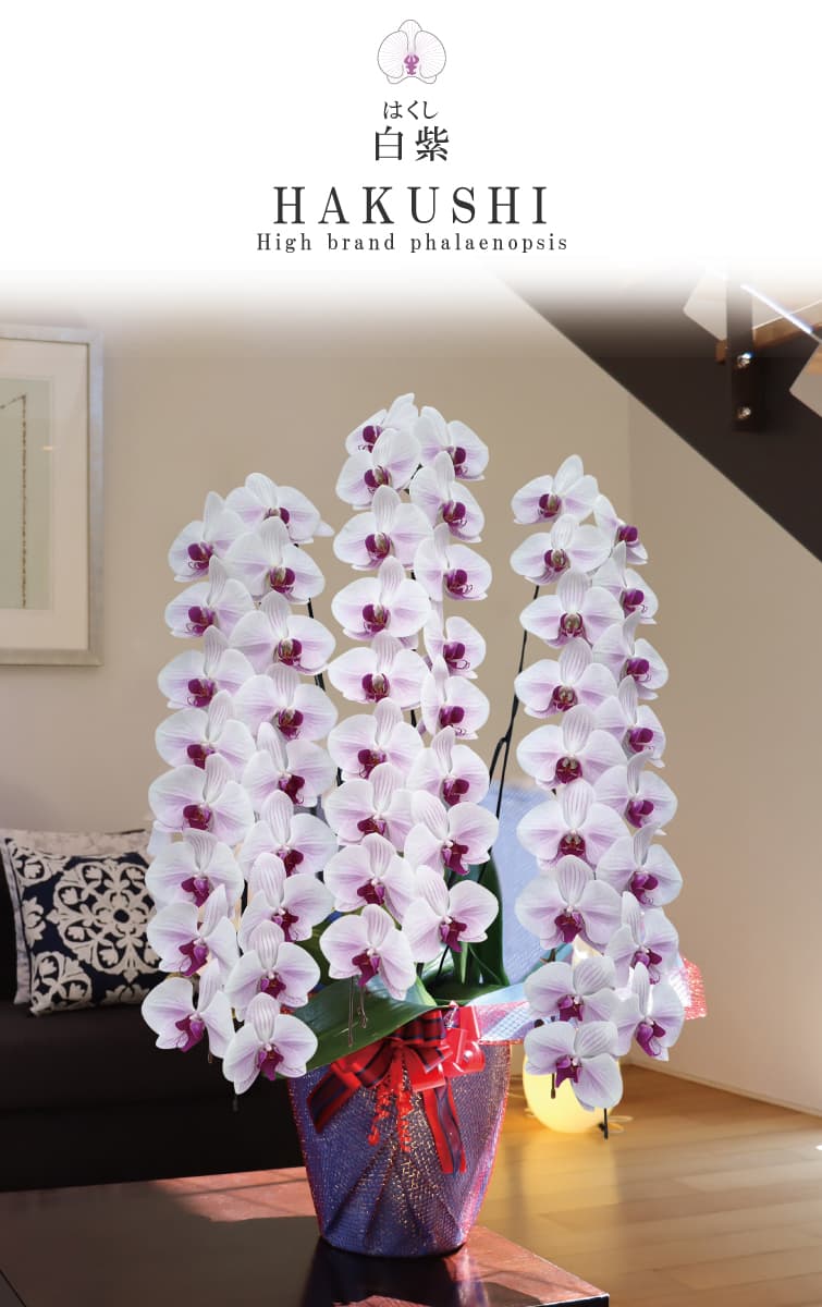 胡蝶蘭 白紫（はくし） 白紫ストライプ