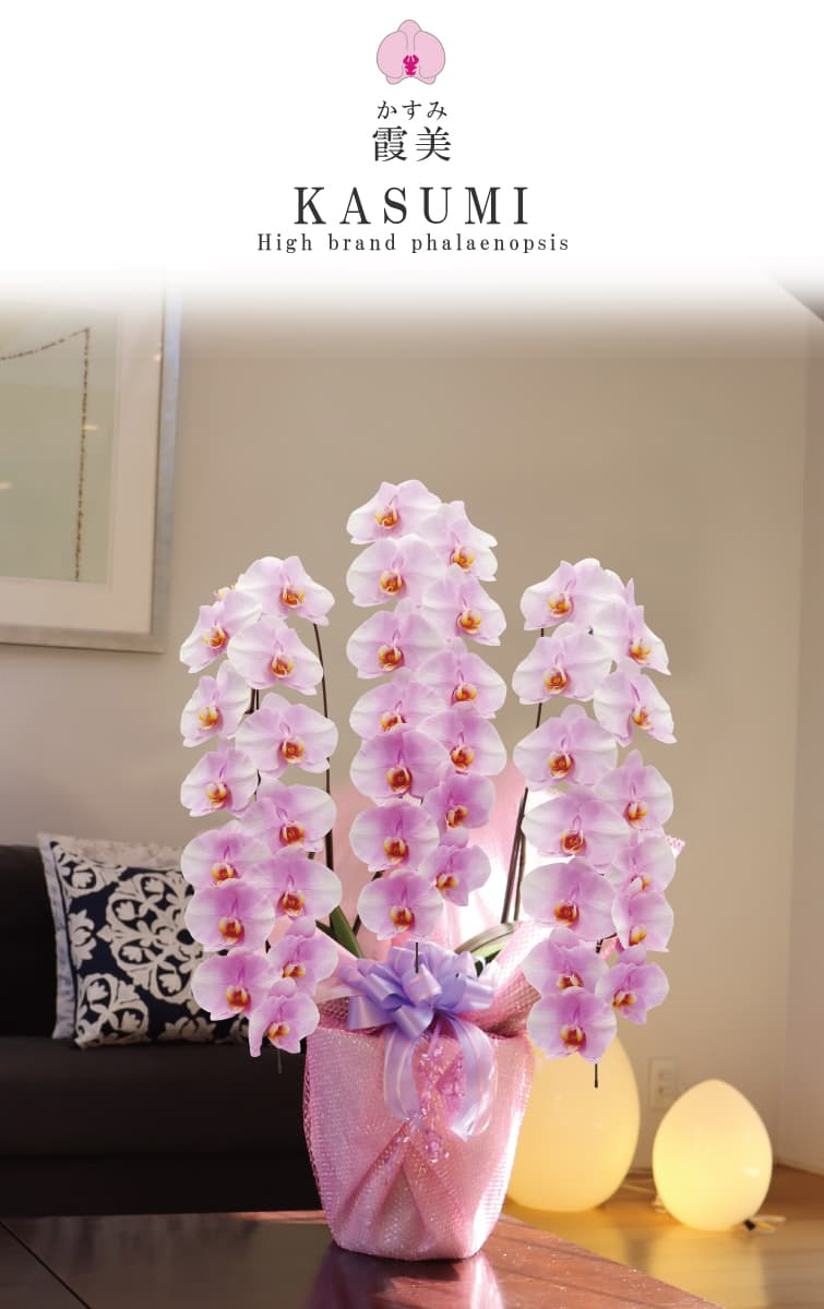 胡蝶蘭 霞美（かすみ）淡いピンク