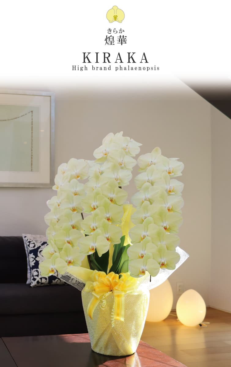 胡蝶蘭 煌華（きらか） 黄色