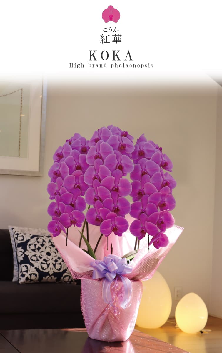 胡蝶蘭 雪華（せっか）白