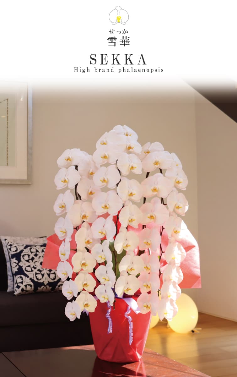 胡蝶蘭 雪華（せっか）白