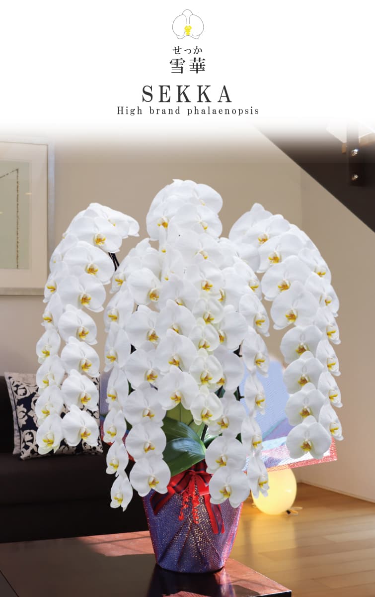 胡蝶蘭 雪華（せっか） 白