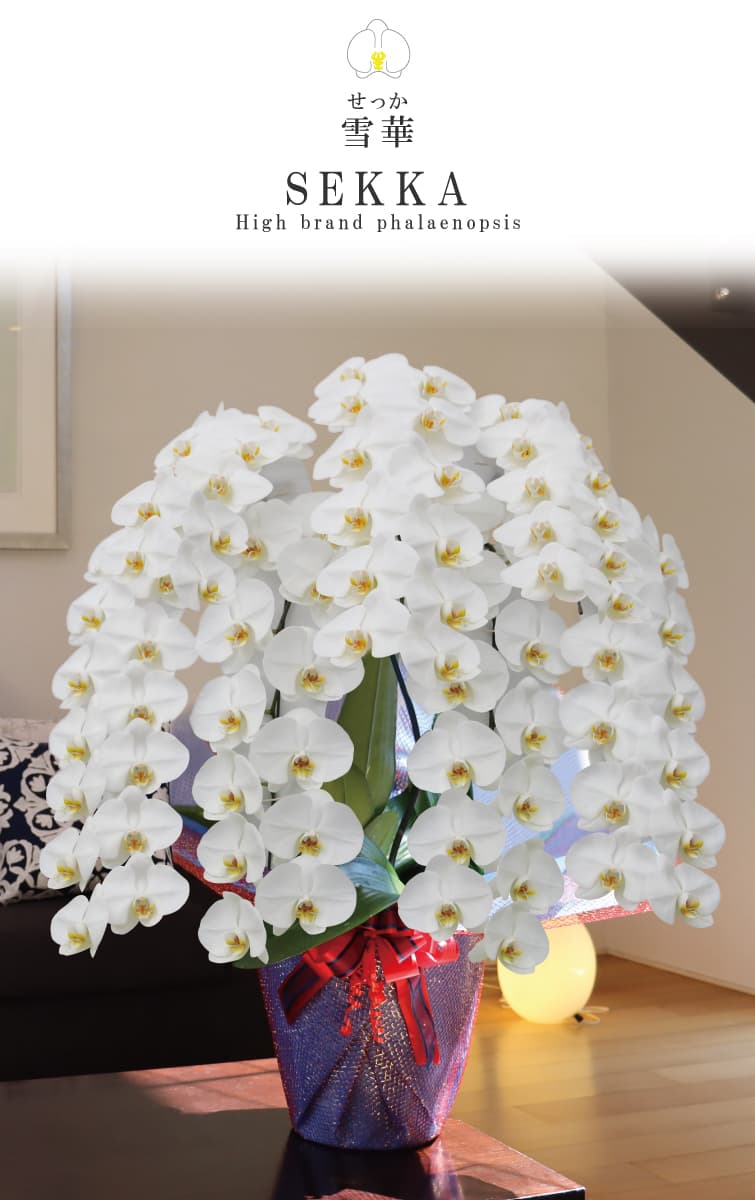 胡蝶蘭 雪華（せっか） 白