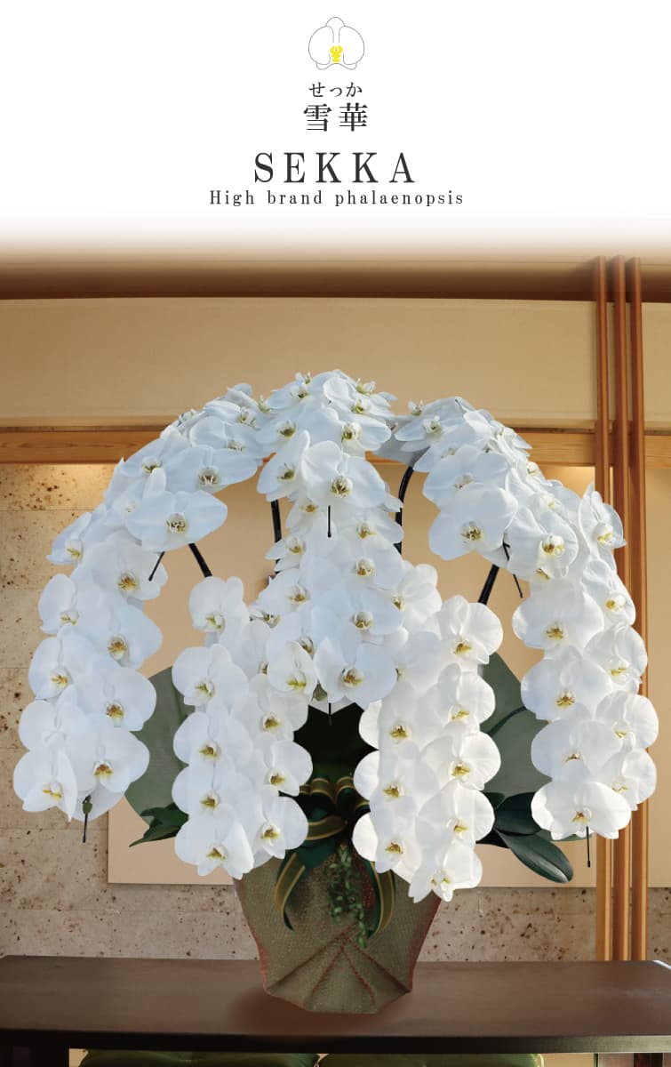 胡蝶蘭 雪華（せっか） 白