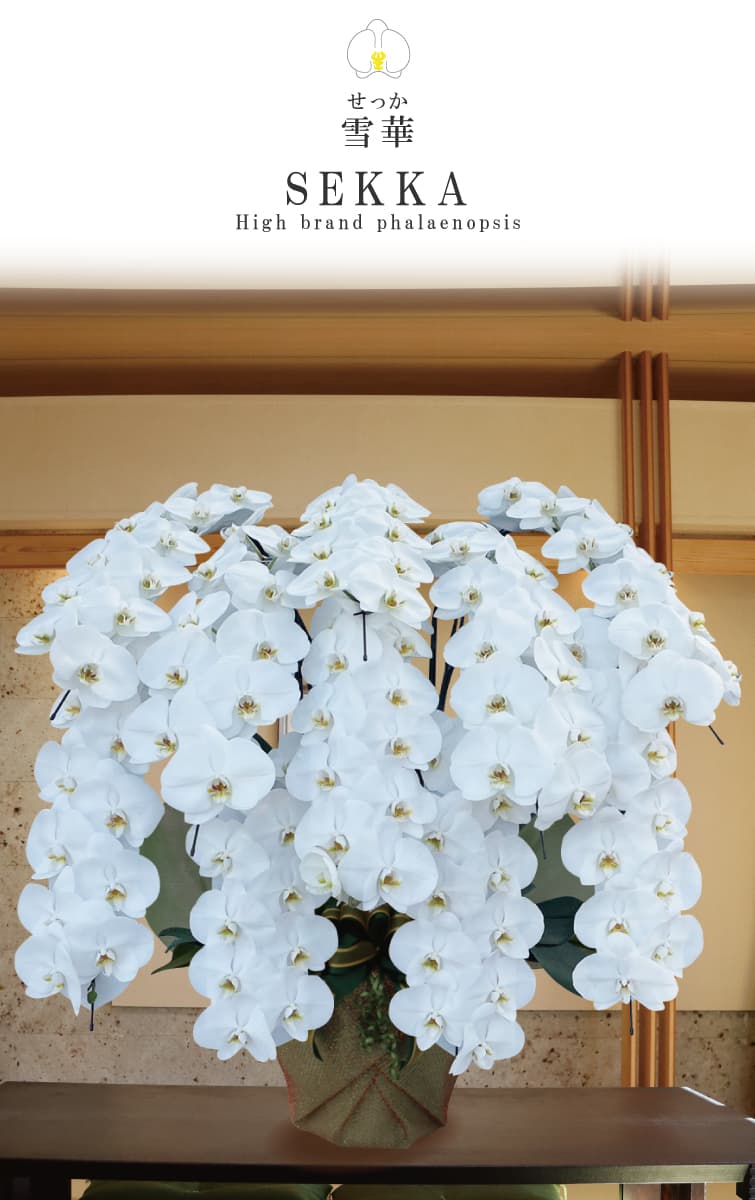 胡蝶蘭 雪華（せっか）白