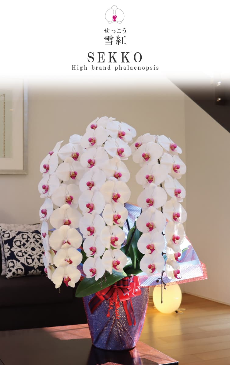 胡蝶蘭 雪紅（せっこう）白赤（リップ）