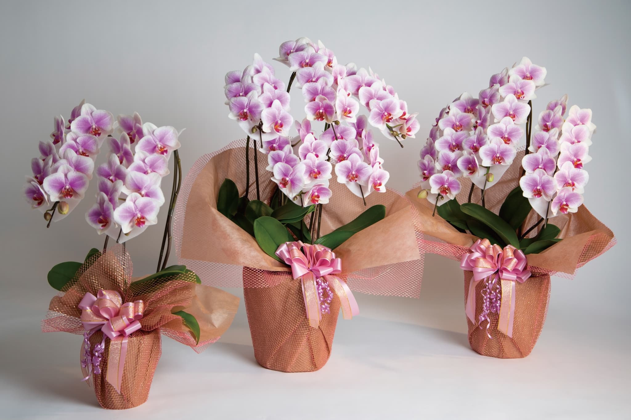 MSDナーセリーの写真