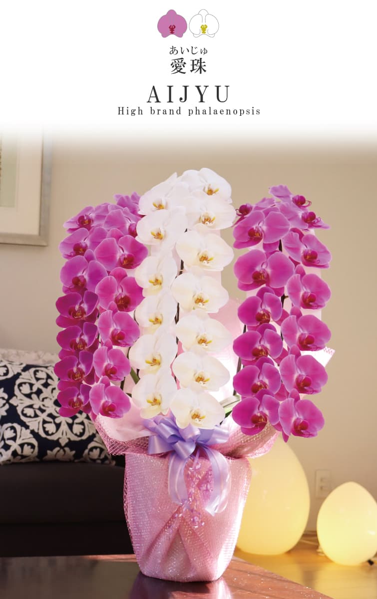 愛珠（あいじゅ）