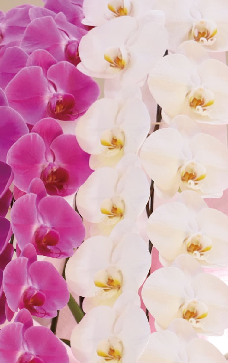 愛珠（あいじゅ）アップ