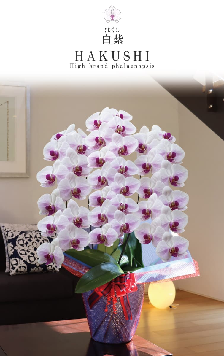 白紫（はくし）