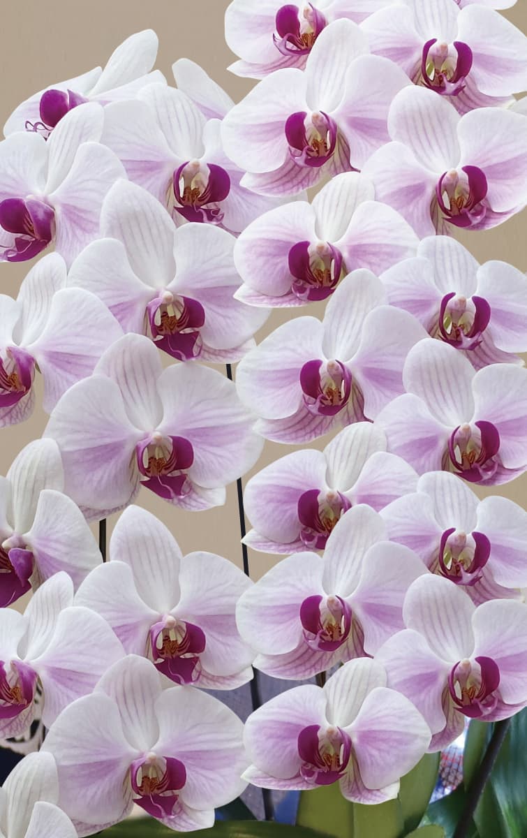 白紫（はくし）アップ