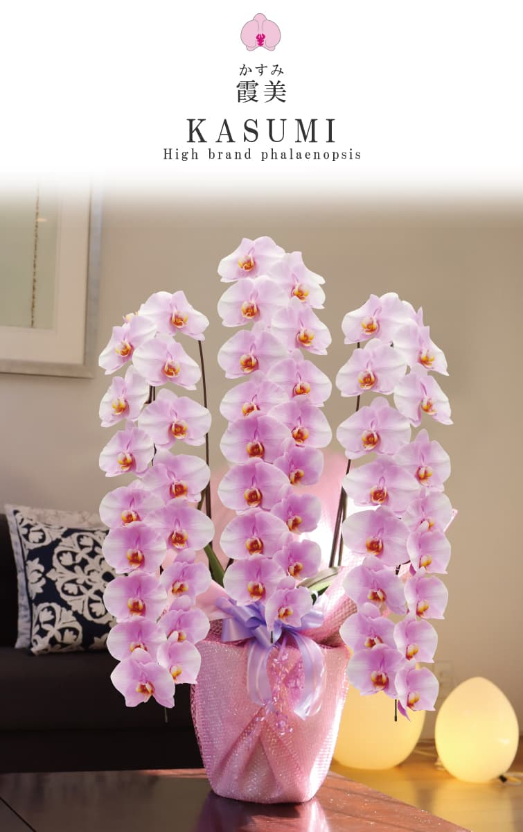 霞美（かすみ）