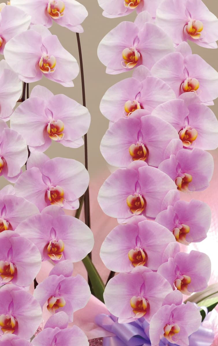 霞美（かすみ）アップ