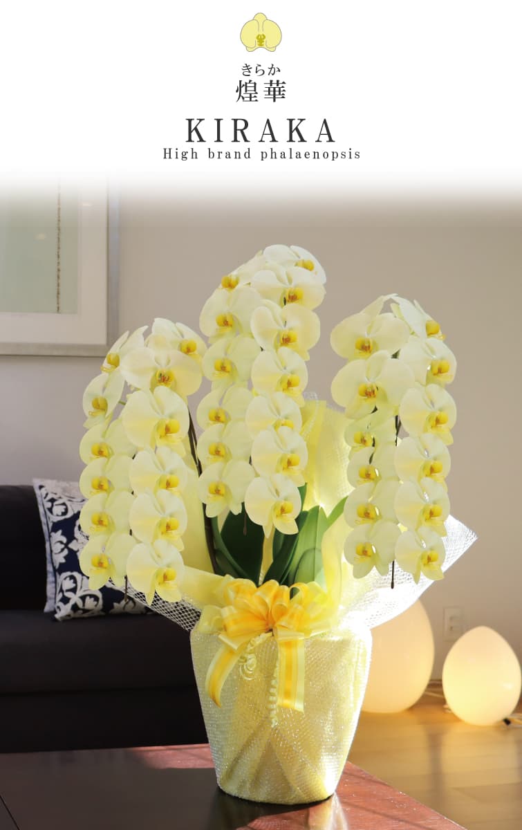 煌華（きらか）