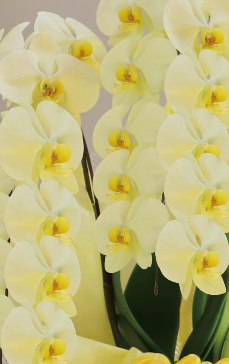 煌華（きらか）アップ