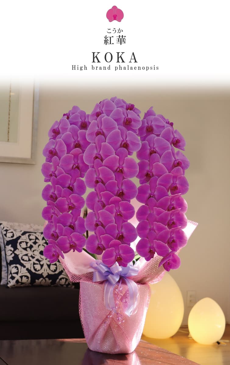 紅華（こうか）