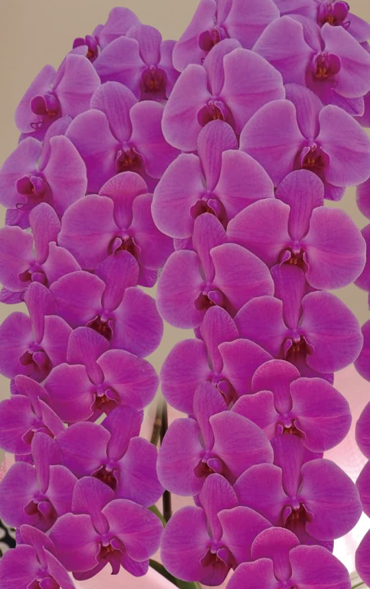 紅華（こうか）アップ