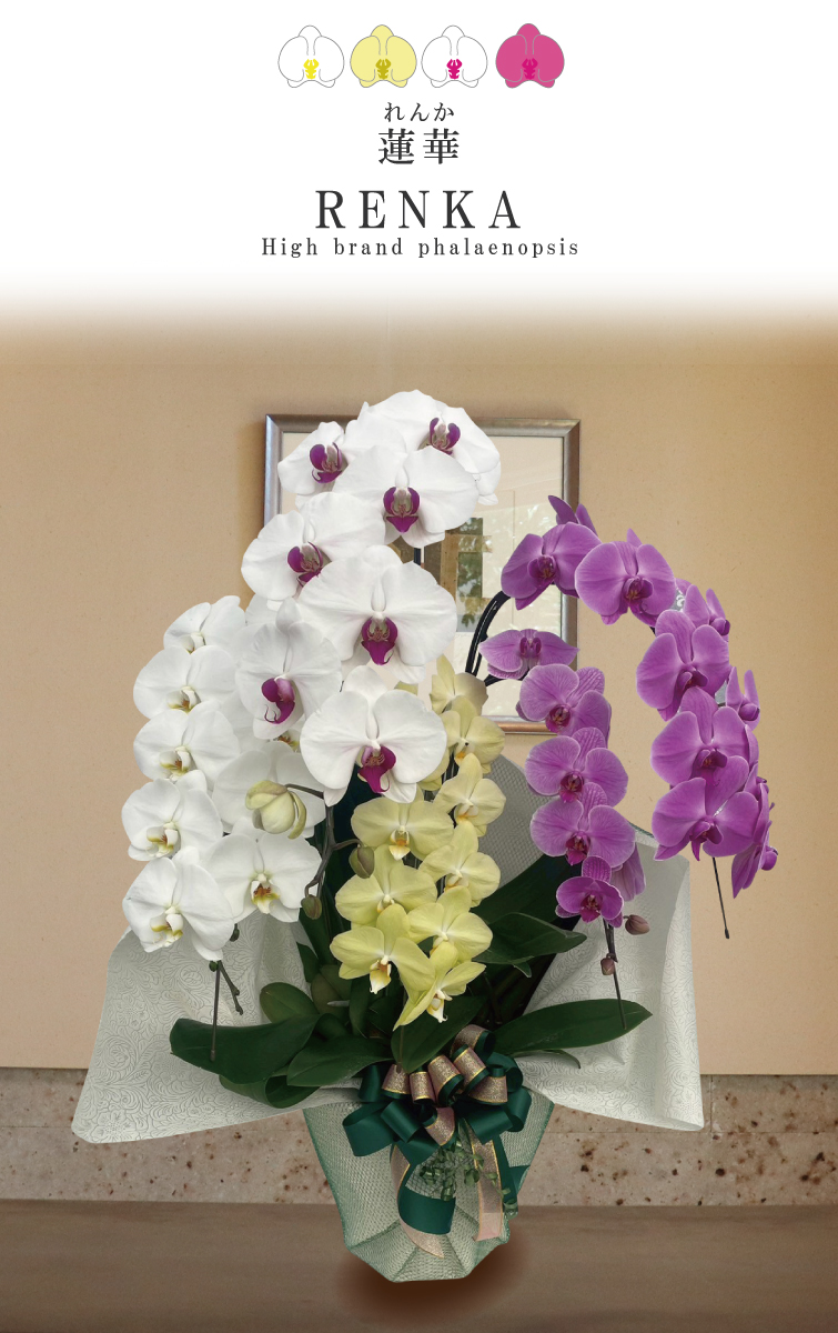 蓮華（れんか）