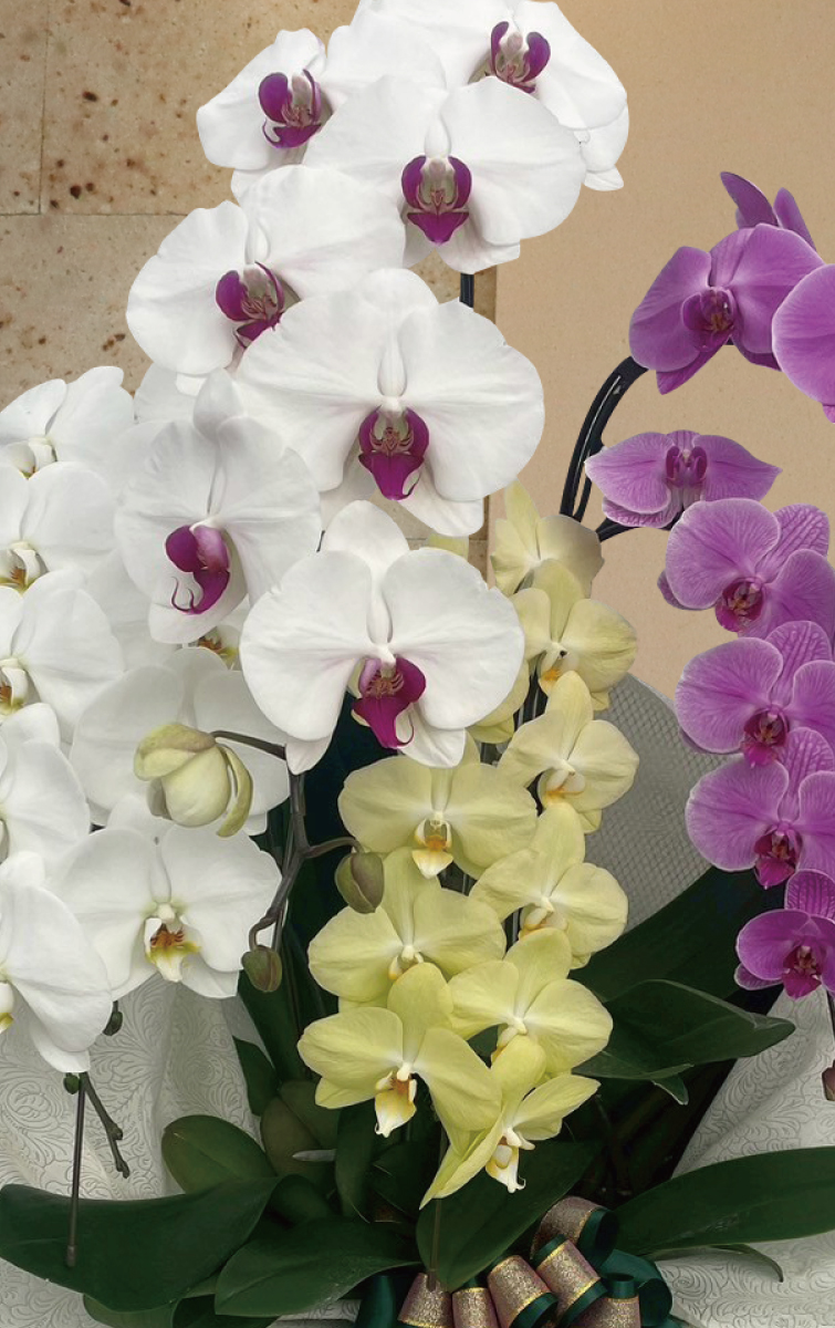 蓮華（れんか）アップ