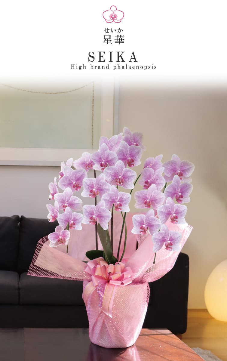 胡蝶蘭 星華（せいか） 白ピンク