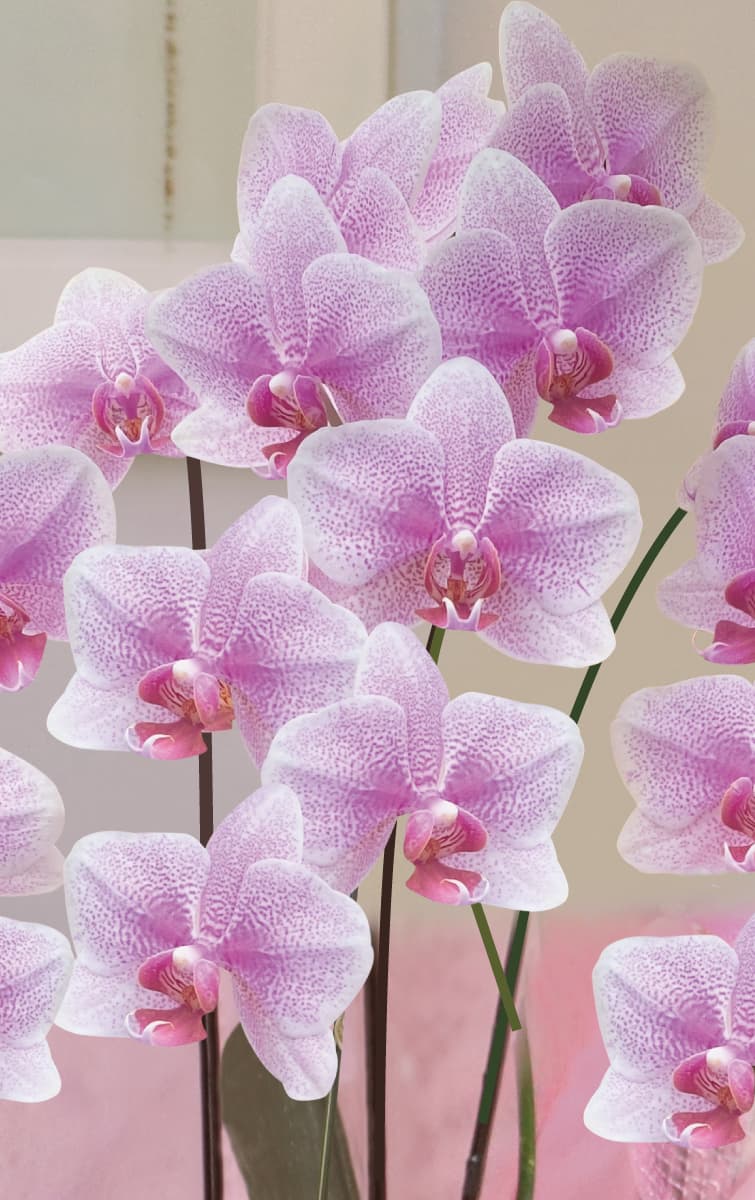 星華（せいか）アップ