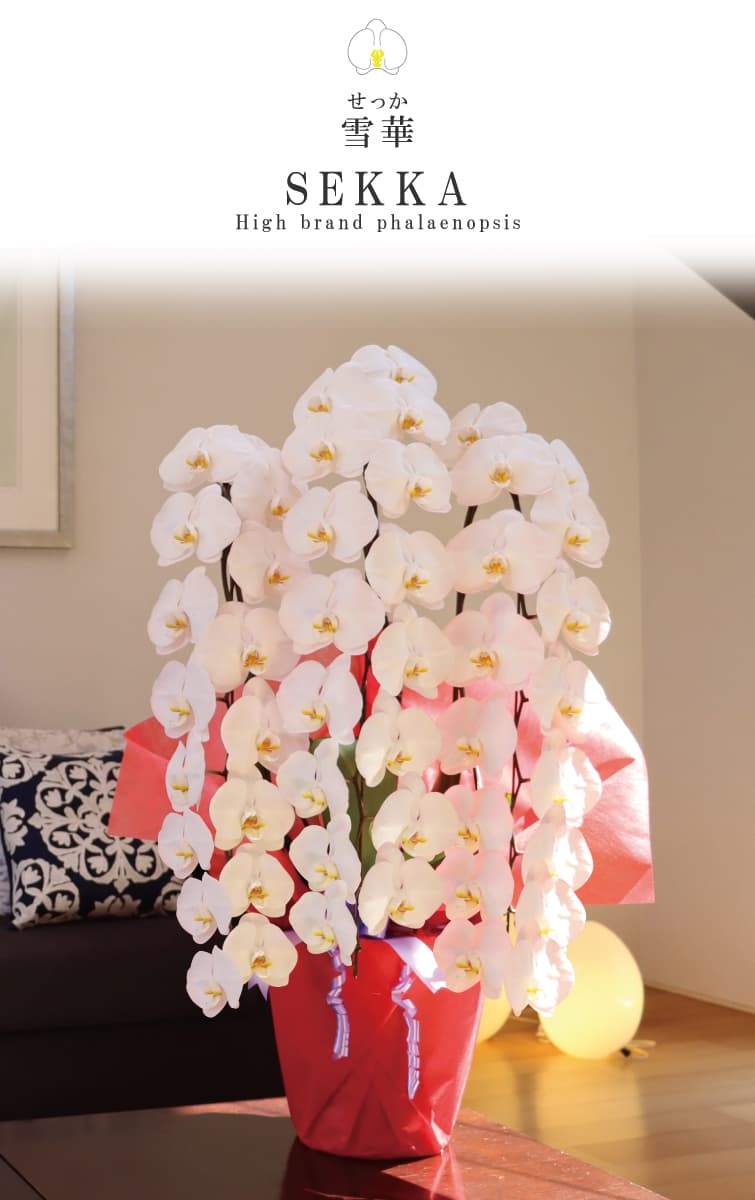 雪華（せっか）