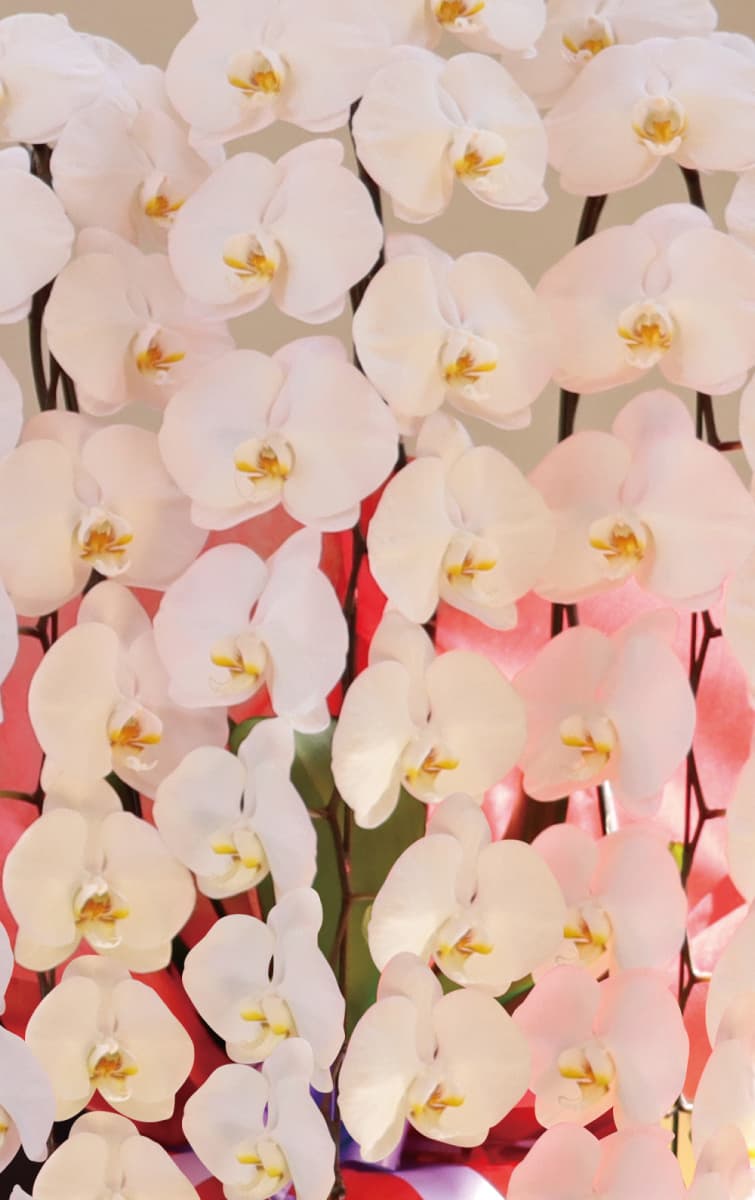 雪華（せっか）アップ