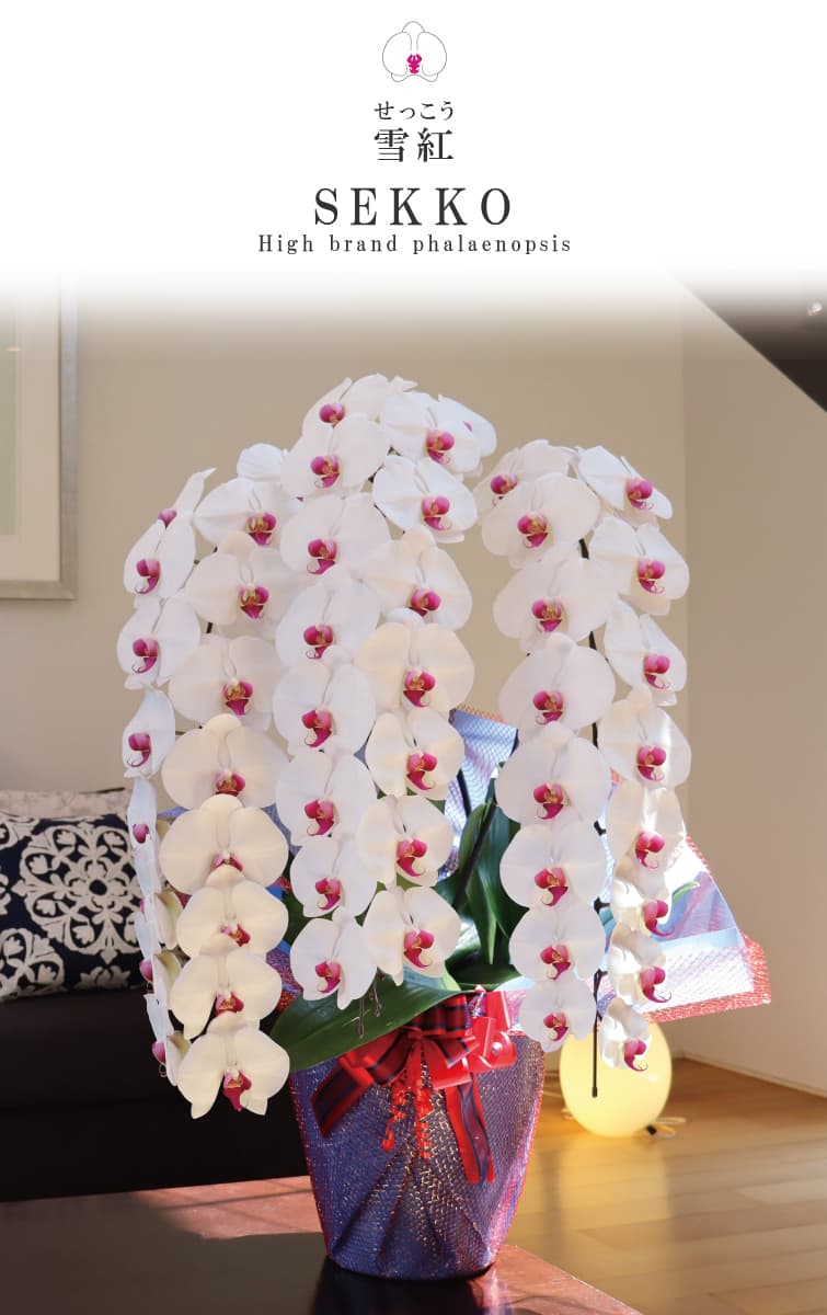 雪紅（せっこう）