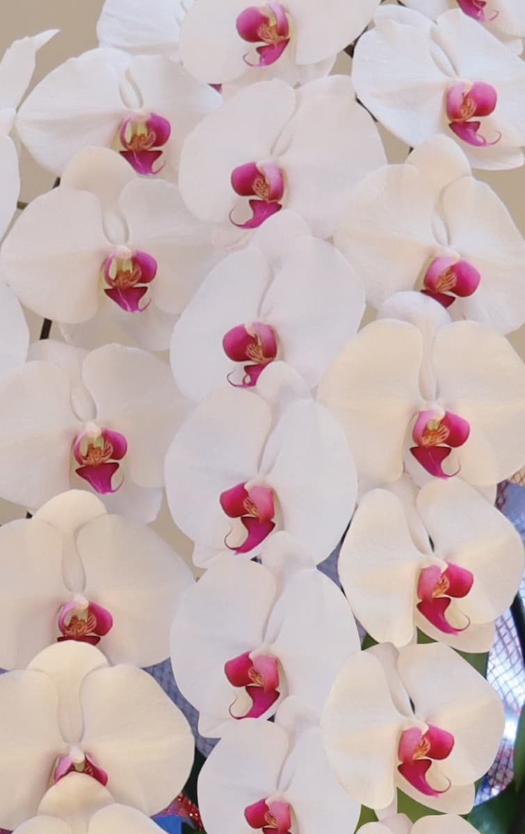 雪紅（せっこう）アップ