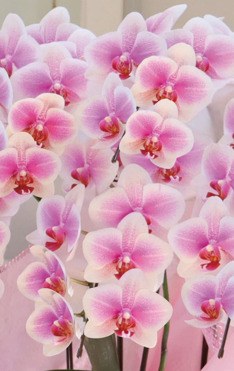 ヴィーナス アップ