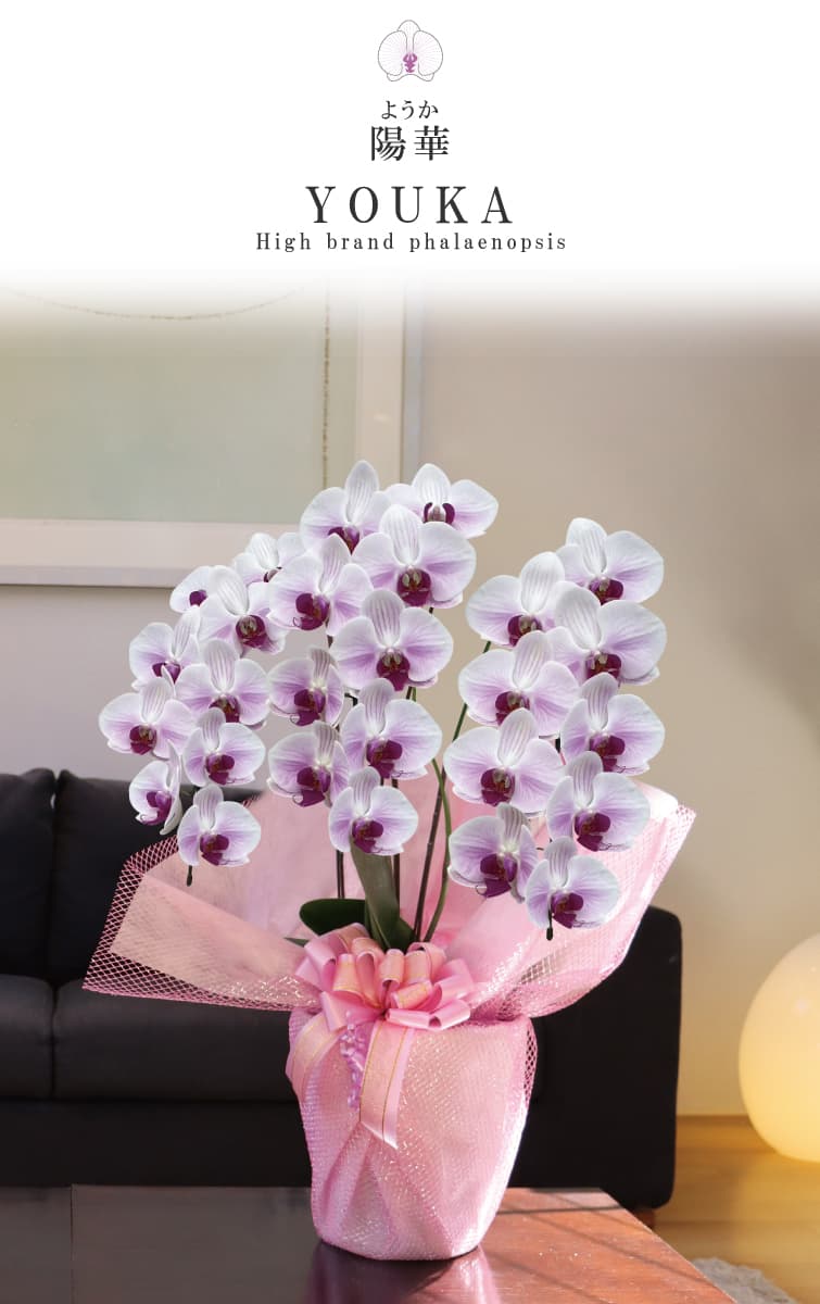 陽華（ようか）