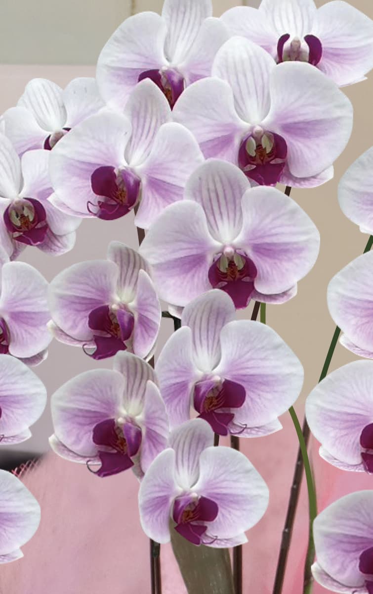 陽華（ようか）アップ